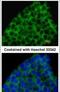 Bone Morphogenetic Protein 8a antibody, PA5-28849, Invitrogen Antibodies, Immunofluorescence image 