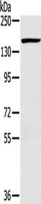 Plexin D1 antibody, TA351543, Origene, Western Blot image 