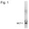 Solute Carrier Family 16 Member 1 antibody, PA1-4124, Invitrogen Antibodies, Western Blot image 