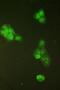 Structural Maintenance Of Chromosomes 6 antibody, A01554-1, Boster Biological Technology, Immunofluorescence image 