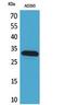 BCL2 Associated Athanogene 1 antibody, STJ96725, St John