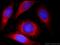 LYR Motif Containing 7 antibody, 23833-1-AP, Proteintech Group, Immunofluorescence image 