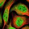 RAD17 Checkpoint Clamp Loader Component antibody, NBP1-86561, Novus Biologicals, Immunofluorescence image 