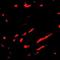 24p3 receptor antibody, orb75010, Biorbyt, Immunofluorescence image 