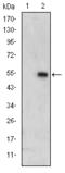 Mitogen-Activated Protein Kinase 6 antibody, M03011, Boster Biological Technology, Western Blot image 