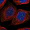 Notchless Homolog 1 antibody, HPA018807, Atlas Antibodies, Immunocytochemistry image 