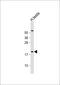 CT45A antibody, 56-095, ProSci, Western Blot image 