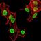 Histone Cluster 4 H4 antibody, NBP2-52486, Novus Biologicals, Immunofluorescence image 