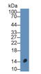 Calcitonin Related Polypeptide Beta antibody, LS-C293108, Lifespan Biosciences, Western Blot image 