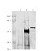 Chaperonin Containing TCP1 Subunit 6B antibody, 30-913, ProSci, Western Blot image 