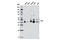 FAS antibody, 8023S, Cell Signaling Technology, Western Blot image 