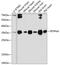 Phosphatidylinositol Transfer Protein Alpha antibody, 14-728, ProSci, Western Blot image 