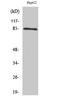 Component Of Inhibitor Of Nuclear Factor Kappa B Kinase Complex antibody, STJ93667, St John