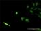 SEC13 Homolog, Nuclear Pore And COPII Coat Complex Component antibody, H00006396-M02, Novus Biologicals, Immunocytochemistry image 