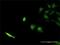 SEC13 Homolog, Nuclear Pore And COPII Coat Complex Component antibody, H00006396-M02, Novus Biologicals, Immunocytochemistry image 