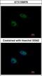 SNW Domain Containing 1 antibody, GTX109978, GeneTex, Immunofluorescence image 