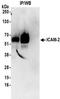 Intercellular Adhesion Molecule 2 antibody, NBP2-32237, Novus Biologicals, Immunoprecipitation image 