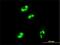 mRNA turnover protein 4 homolog antibody, H00051154-M01, Novus Biologicals, Immunofluorescence image 