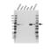 Activating Transcription Factor 2 antibody, VMA00671, Bio-Rad (formerly AbD Serotec) , Western Blot image 