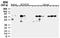 IAP2 antibody, A01700, Boster Biological Technology, Western Blot image 