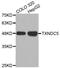 Thioredoxin domain-containing protein 5 antibody, MBS128902, MyBioSource, Western Blot image 