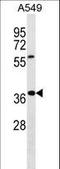 WD Repeat Domain 61 antibody, LS-C157368, Lifespan Biosciences, Western Blot image 