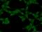 Protein Phosphatase 4 Catalytic Subunit antibody, 10262-1-AP, Proteintech Group, Immunofluorescence image 