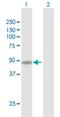 WT1 Interacting Protein antibody, H00126374-D01P, Novus Biologicals, Western Blot image 