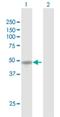 Wilms tumor protein 1-interacting protein antibody, H00126374-D01P, Novus Biologicals, Western Blot image 