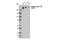 RNA Polymerase II Subunit A antibody, 13523S, Cell Signaling Technology, Western Blot image 