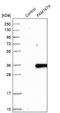 Family With Sequence Similarity 167 Member A antibody, NBP1-91237, Novus Biologicals, Western Blot image 