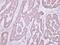 Occludin antibody, PA5-30230, Invitrogen Antibodies, Immunohistochemistry frozen image 