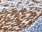 Apoptosis Inducing Factor Mitochondria Associated 1 antibody, LS-C400541, Lifespan Biosciences, Immunohistochemistry frozen image 