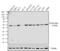 Peroxisome Proliferator Activated Receptor Delta antibody, PA1-823A, Invitrogen Antibodies, Western Blot image 