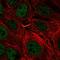 Transmembrane Protein 8A antibody, HPA051281, Atlas Antibodies, Immunofluorescence image 