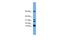 Leukotriene C4 Synthase antibody, A03333, Boster Biological Technology, Western Blot image 