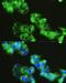 Golgin A1 antibody, LS-C749672, Lifespan Biosciences, Immunofluorescence image 
