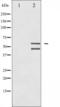 Mitogen-Activated Protein Kinase 8 antibody, GTX52326, GeneTex, Western Blot image 