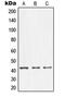 Nuclear Transcription Factor Y Subunit Alpha antibody, MBS822279, MyBioSource, Western Blot image 