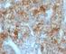 Cadherin 16 antibody, V2429IHC-7ML, NSJ Bioreagents, Immunohistochemistry frozen image 