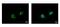 Fas Associated Factor Family Member 2 antibody, PA5-21887, Invitrogen Antibodies, Immunofluorescence image 