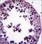 Translin-associated protein X antibody, LS-C160259, Lifespan Biosciences, Immunohistochemistry frozen image 