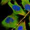 Exocyst Complex Component 7 antibody, HPA022840, Atlas Antibodies, Immunofluorescence image 
