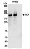 Factor Interacting With PAPOLA And CPSF1 antibody, NBP2-37698, Novus Biologicals, Immunoprecipitation image 