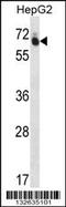 GUF1 Homolog, GTPase antibody, 56-697, ProSci, Western Blot image 