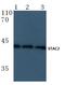 SH3 And Cysteine Rich Domain 2 antibody, PA5-36512, Invitrogen Antibodies, Western Blot image 