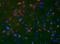 Smoothened, Frizzled Class Receptor antibody, orb5757, Biorbyt, Immunofluorescence image 