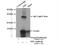 Thioredoxin antibody, 14999-1-AP, Proteintech Group, Immunoprecipitation image 
