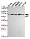 Apoptosis Inducing Factor Mitochondria Associated 1 antibody, STJ99301, St John