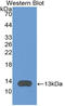 C-X-C Motif Chemokine Ligand 11 antibody, LS-C314883, Lifespan Biosciences, Western Blot image 